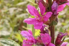 Lythrum salicaria 'Robert'