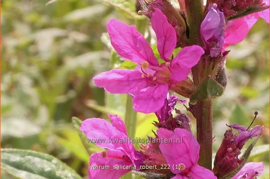 Lythrum salicaria 'Robert'