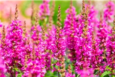 Lythrum salicaria 'Robert'