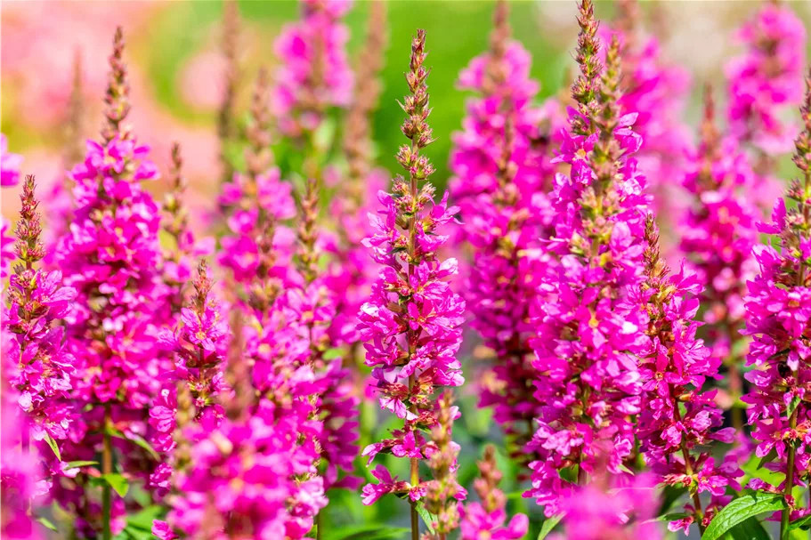 Lythrum salicaria 'Robert'