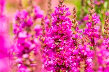 Lythrum salicaria 'Robert'