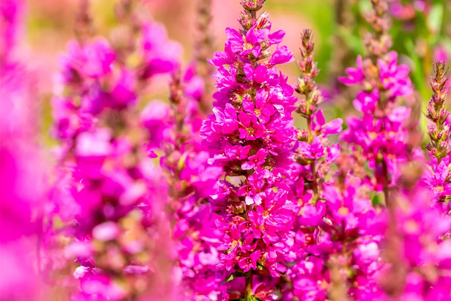 Lythrum salicaria 'Robert'