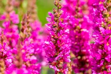 Lythrum salicaria 'Robert'
