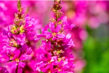 Lythrum salicaria 'Robert'