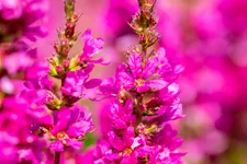 Lythrum salicaria 'Robert'