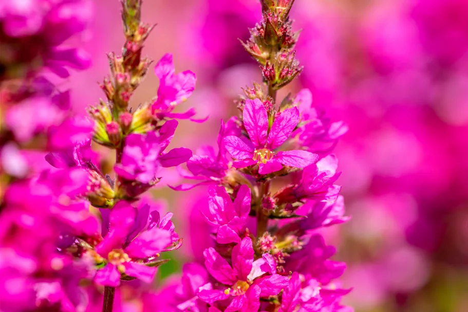 Lythrum salicaria 'Robert'