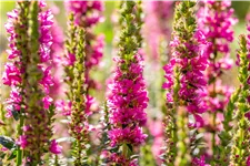 Lythrum salicaria 'Robert'