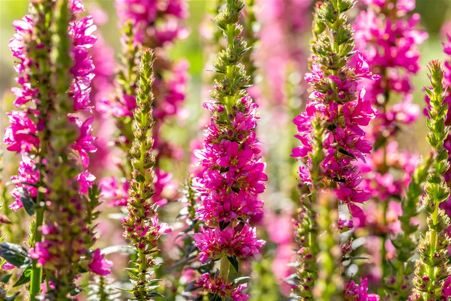 Lythrum salicaria 'Robert'