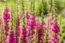 Lythrum salicaria 'Robert'