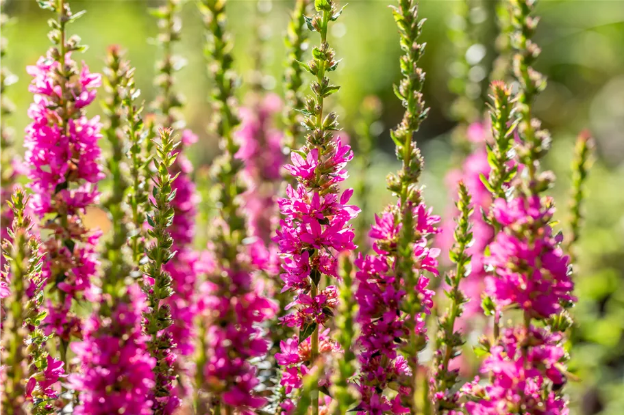 Lythrum salicaria 'Robert'