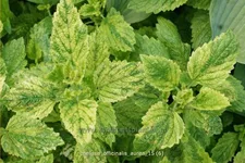 Melissa officinalis 'Aureovariegata'