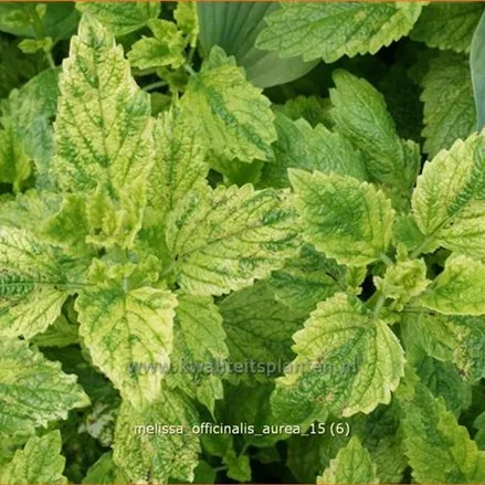 Melissa officinalis 'Aureovariegata'