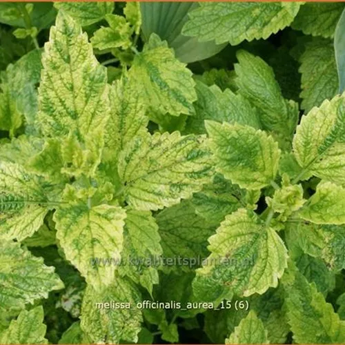 Melissa officinalis 'Aureovariegata'