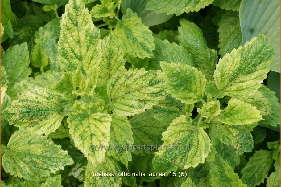 Melissa officinalis 'Aureovariegata'