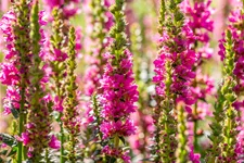 Lythrum salicaria 'Robert'