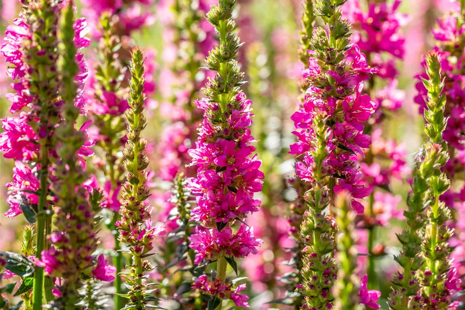 Lythrum salicaria 'Robert'