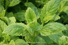 Melissa officinalis 'Aureovariegata'