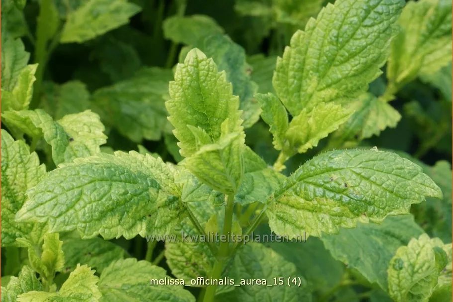 Melissa officinalis 'Aureovariegata'