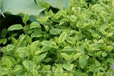 Melissa officinalis 'Aureovariegata'