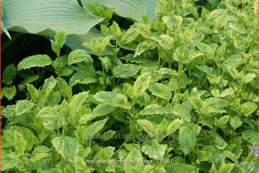 Melissa officinalis 'Aureovariegata'