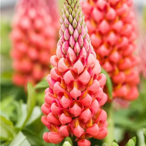 Lupinus polyphyllus 'My Castle'