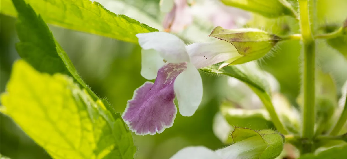 Melittis melissophyllum