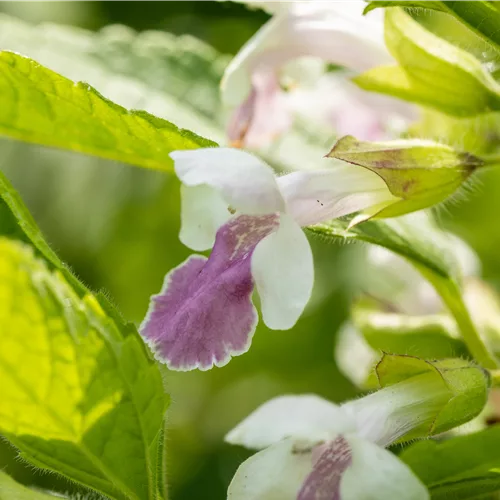 Melittis melissophyllum