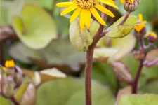 Ligularia dentata