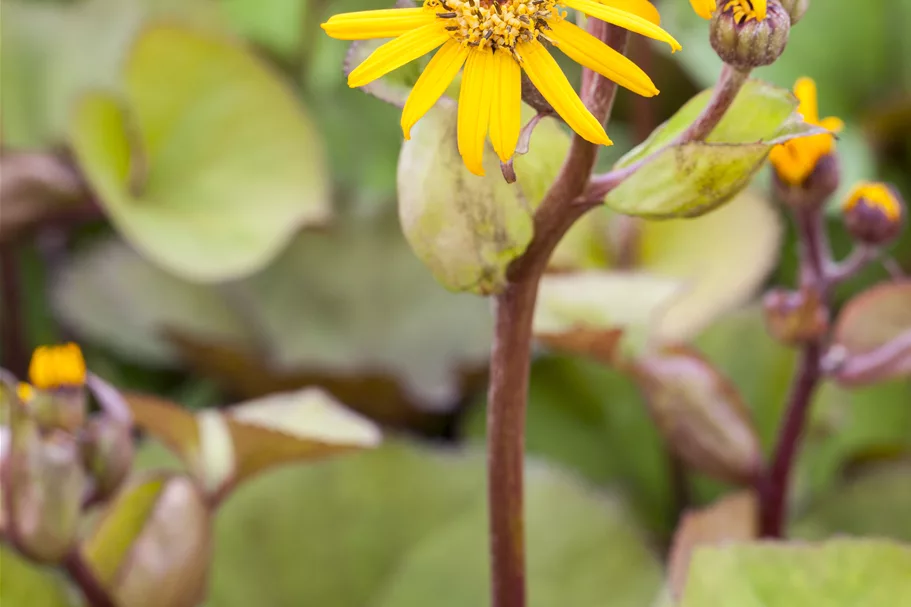 Ligularia dentata