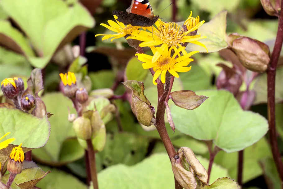 Ligularia dentata