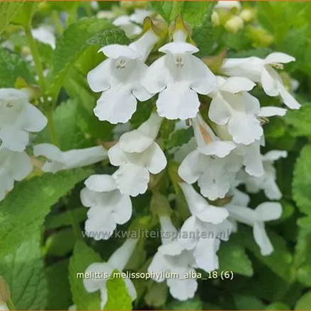 Melittis melissophyllum 'Alba'