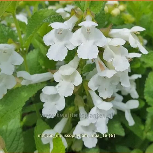 Melittis melissophyllum 'Alba'