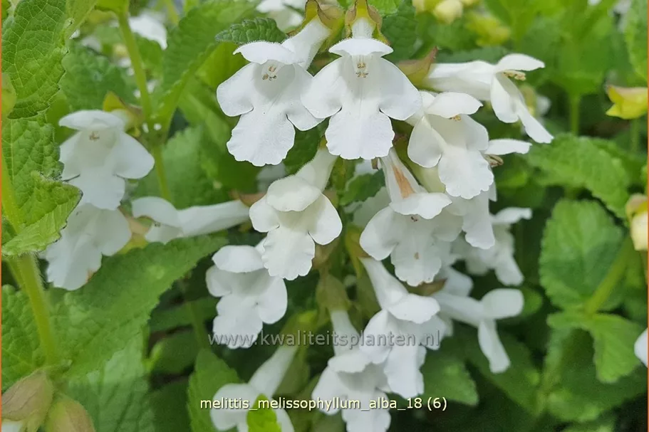 Melittis melissophyllum 'Alba'