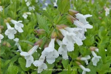 Melittis melissophyllum 'Alba'