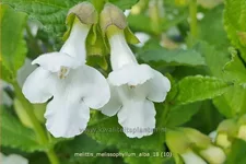 Melittis melissophyllum 'Alba'