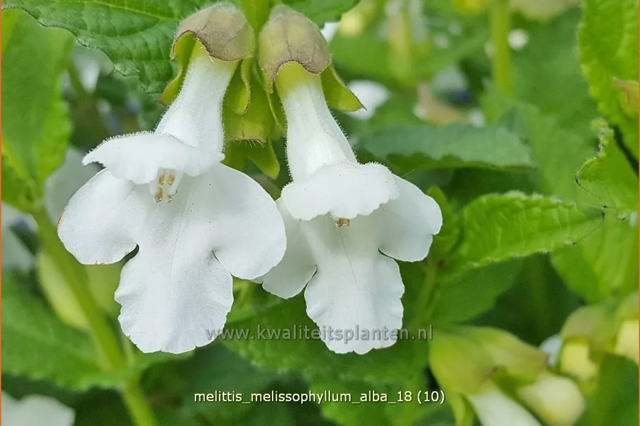 Melittis melissophyllum 'Alba'