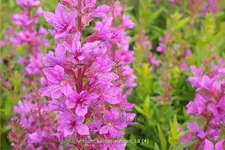 Lythrum salicaria 'Robin'
