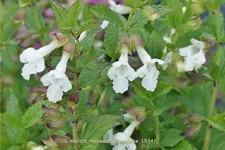 Melittis melissophyllum 'Alba'