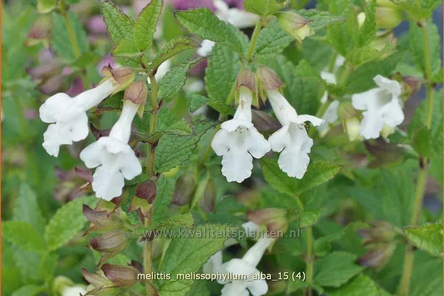 Melittis melissophyllum 'Alba'
