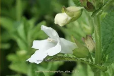 Melittis melissophyllum 'Alba'