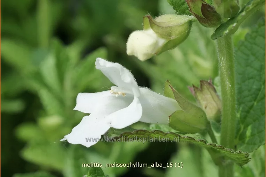 Melittis melissophyllum 'Alba'