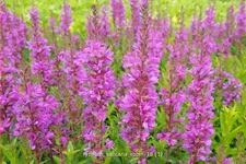 Lythrum salicaria 'Robin'