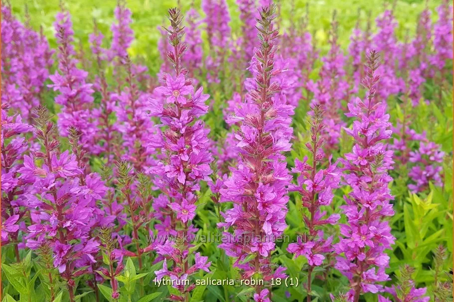 Lythrum salicaria 'Robin'