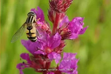 Lythrum salicaria 'Robin'