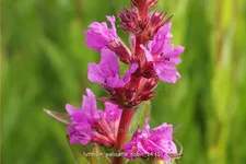 Lythrum salicaria 'Robin'