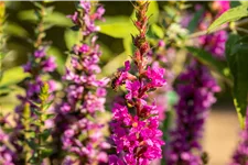 Lythrum salicaria 'Robin'
