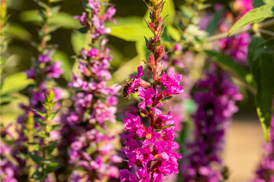 Lythrum salicaria 'Robin'