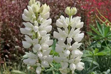 Lupinus polyphyllus 'Noble Maiden'