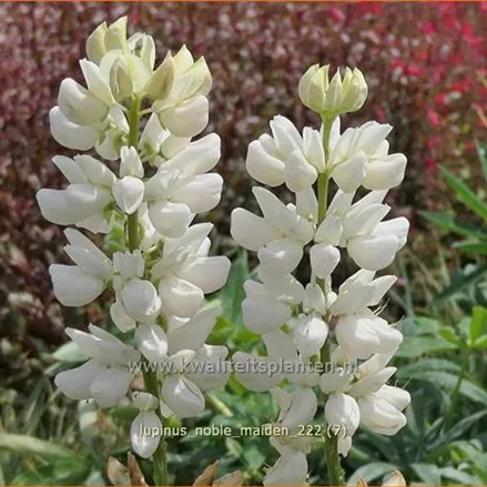 Lupinus polyphyllus 'Noble Maiden'