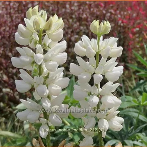 Lupinus polyphyllus 'Noble Maiden'